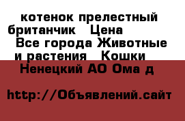 котенок прелестный британчик › Цена ­ 12 000 - Все города Животные и растения » Кошки   . Ненецкий АО,Ома д.